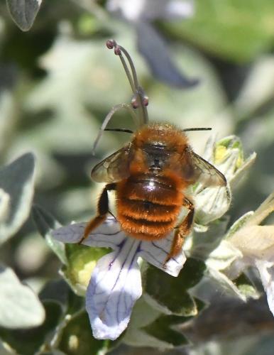 Osmia tricornis